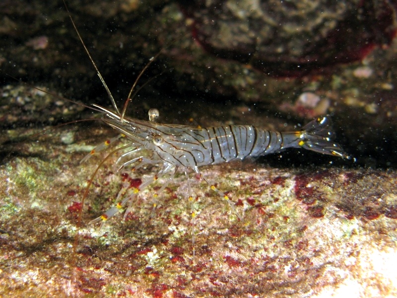 Differenze tra Palaemon serratus e Palaemon elegans